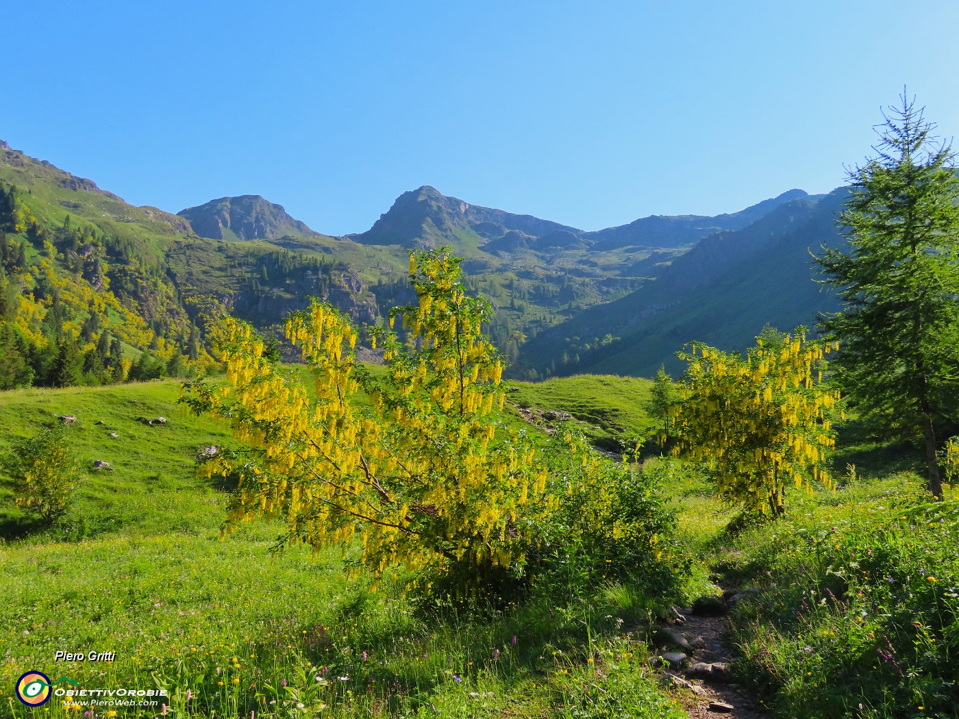 14 Laburnum alpinum (Maggiociondolo)  con vista sui pratoni delle Baite di Mezzeno.JPG